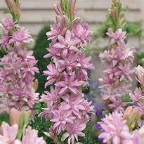 Image result for Polianthes tuberosa The Pearl