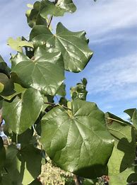 Cercis canadensis Texas White-साठीचा प्रतिमा निकाल