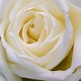 Image result for White Roses Screensavers