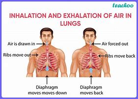 Image result for Breathing Process Diagram