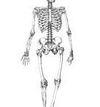 Image result for Skeleton Bones Cartoon