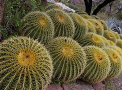 Image result for Sonoran Desert Plants