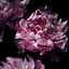 Image result for Single Flower Wallpaper for iPhone