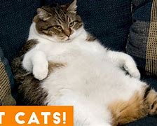 Image result for Fat Cat Memes Funny