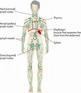 Image result for Lymph Nodes along Spine