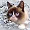 Image result for Grumpy British Cat Meme