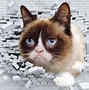 Image result for Grumpy Cat Is Happy