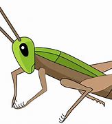Image result for Cricket Bug in a Suit