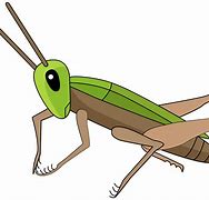 Image result for Crickets Insects Cartoons Jiumping PNG