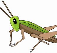 Image result for Cricket Bug PNG