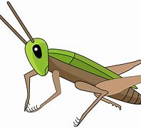 Image result for Cartoon Pic of Crickets