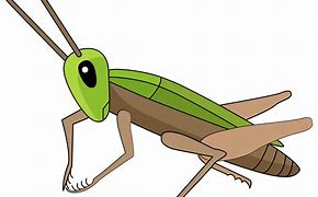 Image result for Cricket ClipArt