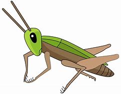 Image result for Cricket Bug