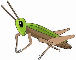 Image result for Cricket ClipArt