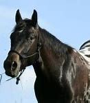 Image result for Appaloosa Horse Wallpaper for Laptop