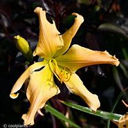 Image result for Hemerocallis Peach Twister