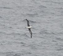 Image result for Laysan Albatross