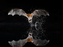 Image result for Bulldog Bat Wings
