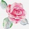 Image result for Pink Roses Watercolor Flowers
