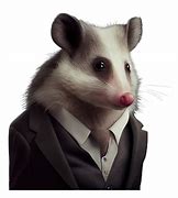 Image result for Opossum Meme