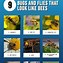 Image result for Flies Marked Like Bees
