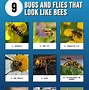 Image result for Big Bees That Look Like Flies