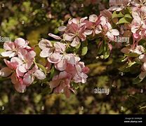 Image result for Hybrid Apple Tree