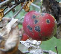 Image result for Apple Tree Scab Disease