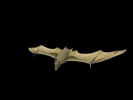 Image result for Bat Muscle Anatomy