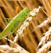 Image result for Grasshopper Food