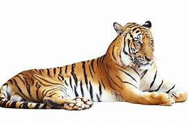 Image result for Imagenes De Tigre ES