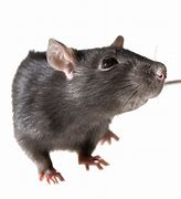 Image result for T-Pose Rat Transparent