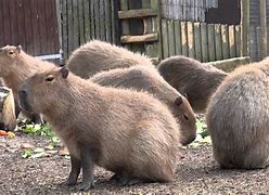Image result for Giant Guinea Pig