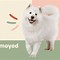 Image result for Samoyed Dog