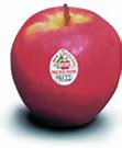 Image result for Pacific Rose Apple Tree