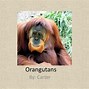 Image result for Orangutan Life Cycle