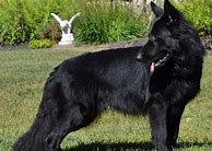 Image result for Black Coat German Shepherd