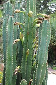 Image result for Column Cactus Plants