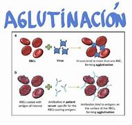 Image result for ablutinaci�n
