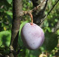 Image result for Prunus domestica Diepenbeekse