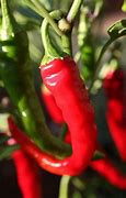 Image result for White Chili Pepper