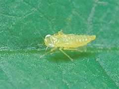 Image result for "potato-leafhopper"