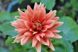 Image result for Dahlia Missis Trucella