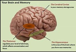 Image result for Bad Memory Brain