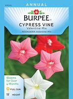 Image result for Cypress Vine Seeds Burpee