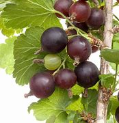 Image result for Ribes uva-crispa Black Velvet