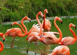 Image result for Phoenicopterus ruber