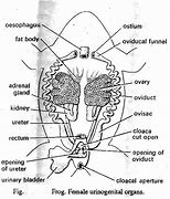 Image result for Frog Oviduct Soup