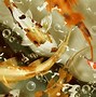 Image result for Real Koi Fish Wallpaper