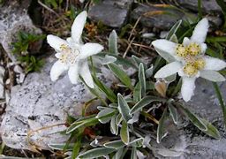 Image result for leontopodium_alpinum